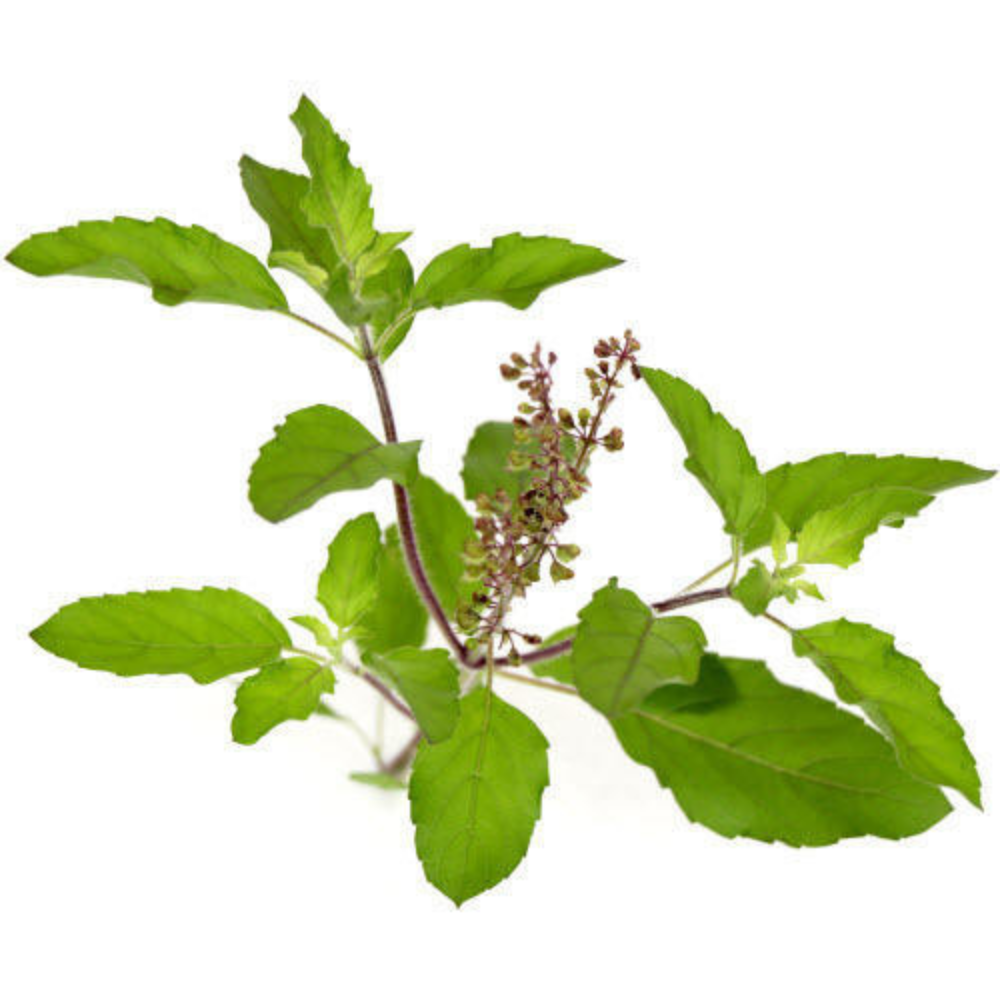 Tulsi (Ocimum Sanctum) | Tulsi Medicinal Advantages