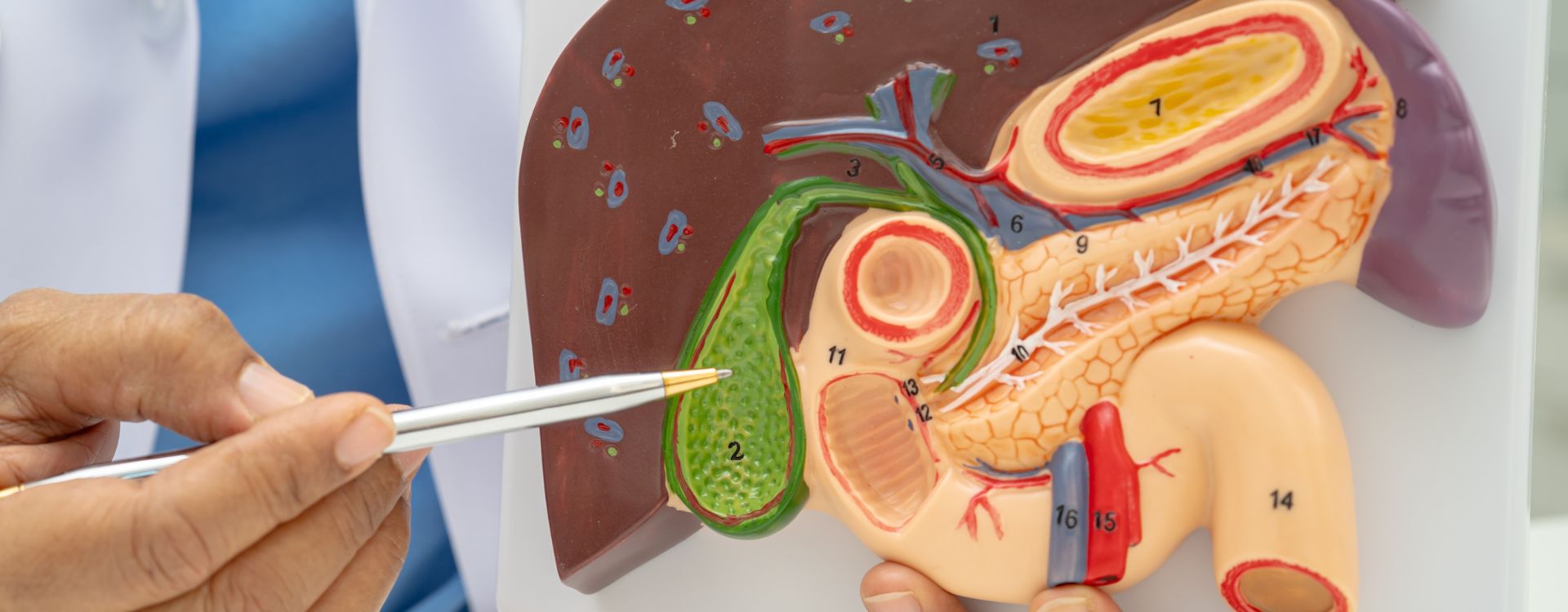 Illustration of gallstones in the gallbladder with pain relief, diet tips, and treatment options for gallbladder health.