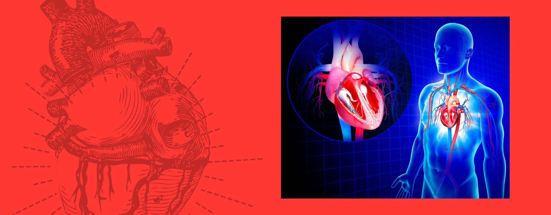 Healthy fats for cardiovascular wellness including nuts, seeds, olive oil, and omega-3 rich foods that support heart health